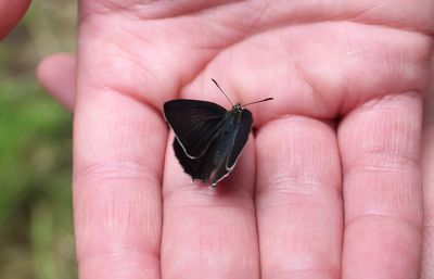 Close-up of butterfly on hand