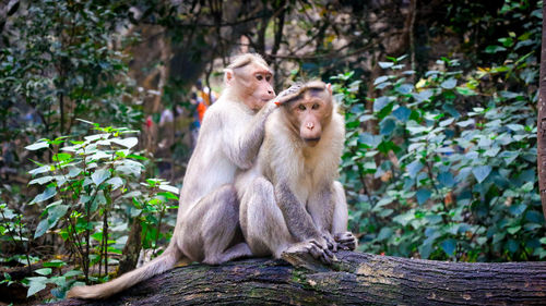 Monkey sitting on tree