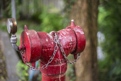 Close-up of red fire hydrant