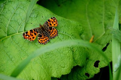 Butterfly on leaf