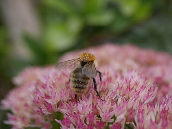 Close-up of insect on pink flower