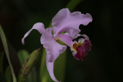 Close-up of pink flowers