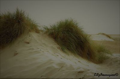 Close-up of sand dunes at beach against sky