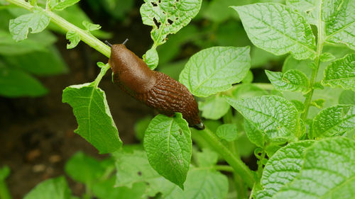 Close-up of snail on plant