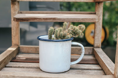 Close-up of potted plant on table