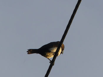 Low angle view of bird perching on the sky