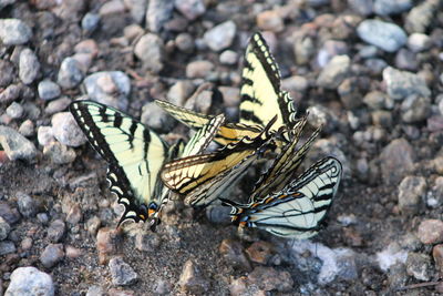 Close-up of butterfly