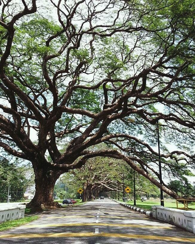 NARROW WALKWAY ALONG TREES IN PARK