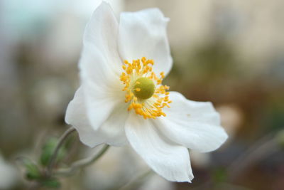 Close-up of white flowering plant