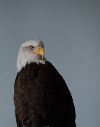 Close-up of eagle against clear sky