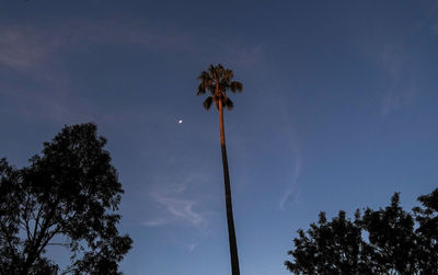 Low angle view of silhouette coconut palm trees against sky