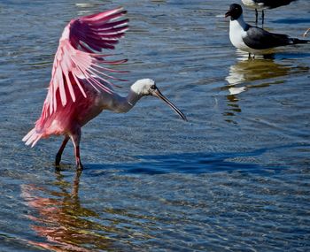 Birds in water