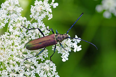 Close-up of insect on flower