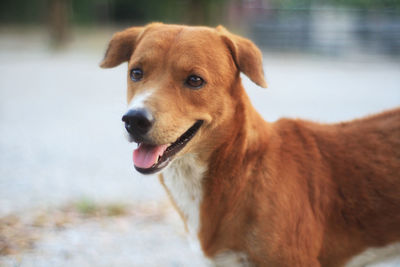 Close-up of dog looking away