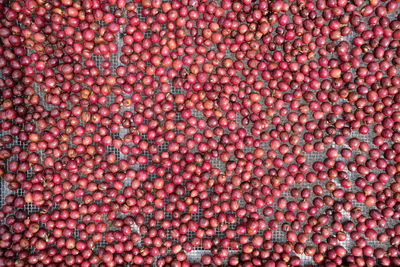 Full frame shot of blueberries