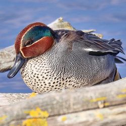 Close-up portrait of a bird