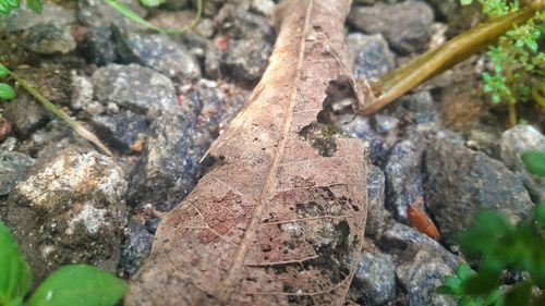 Close-up of tree trunk