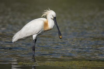 Close-up of bird in lake