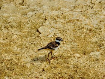 High angle view of a bird on sand