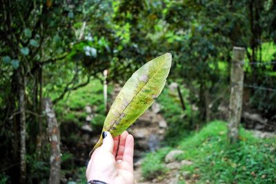 Close-up of hand holding leaf against trees