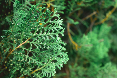 Close-up of fresh green plant