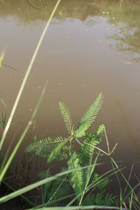 High angle view of grass by lake