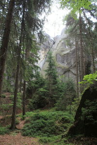 Trees in forest