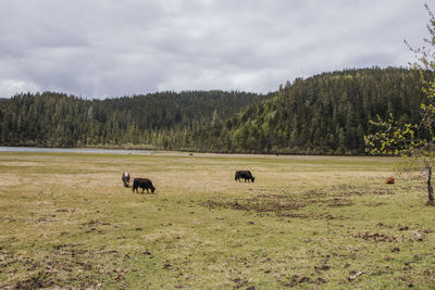 Horses in a field