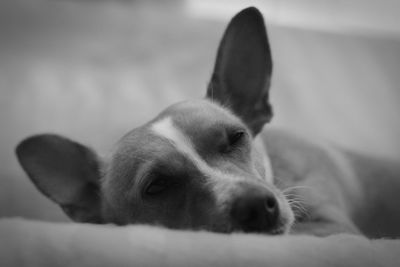 Close-up of dog lying on bed