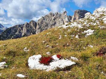 Plants growing on rock against sky