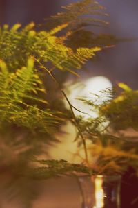 Low angle view of plants against sky during sunset
