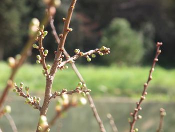 Close-up of flowering plant against blurred background