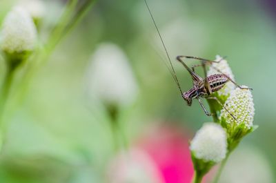 Close-up of insect on plant