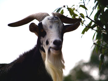 Portrait of a goat looking at camera