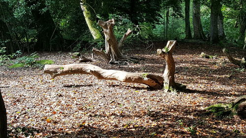 Trees in forest