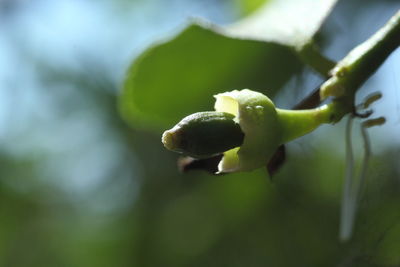 Close-up of plant growing outdoors