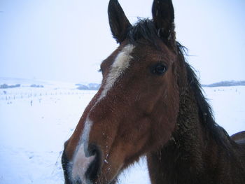 Close-up of horse standing on snow field against sky