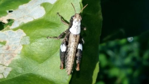 Close-up of insect on tree trunk