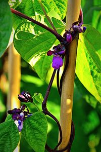 Close-up of purple flowers