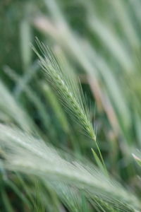 Close-up of wheat growing on farm