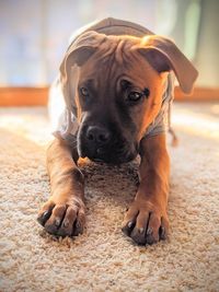 Close-up portrait of a dog lying at home