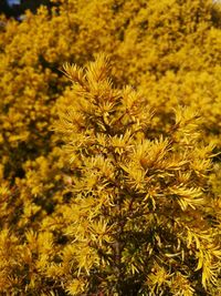 Close-up of yellow flowering plant on field