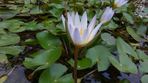 Close-up of white flowers blooming outdoors