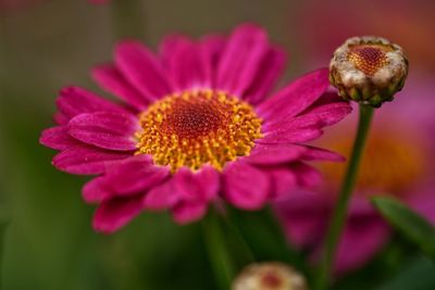 Close-up of pink flower
