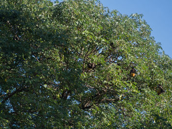 Low angle view of tree against sky