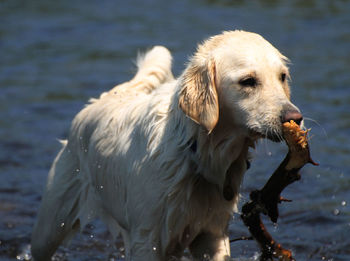 Dog carrying a stick in water