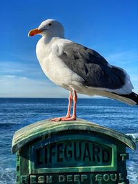 Seagull perching on a sea against sky