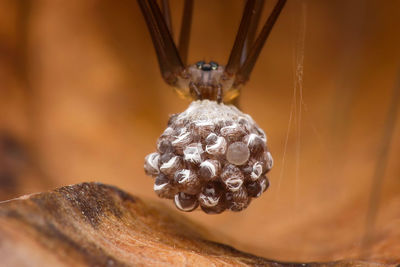 Close-up of insect