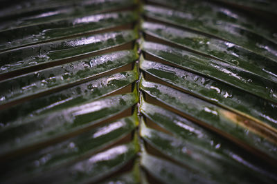 Full frame shot of wet leaves