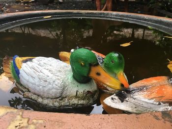 Close-up of duck swimming in water